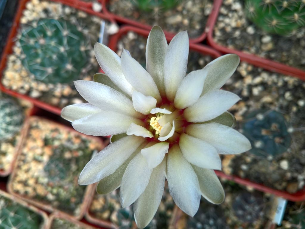 Gymnocalycium kuehhasii lukasikii var  KF 93-128_472